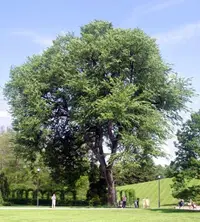 American elm (Ulmus americana) plant
