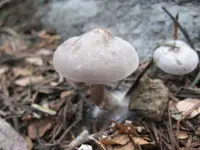 Snowmelt Clitocybe