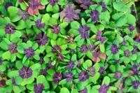 Good Luck Plant (Oxalis tetraphylla 'Iron Cross') plant