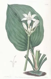 Brisbane Lily (Proiphys cunninghamii) plant