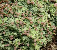 cap lichen