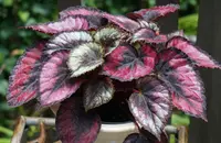 Red Begonia