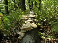aspen oyster mushroom
