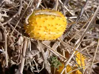 cucumis