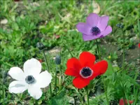 Poppy anemone