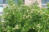 Cephalanthus occidentalis bush