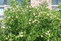 Cephalanthus occidentalis bush