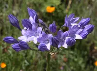 Ithuriel's spear (Triteleia laxa) plant