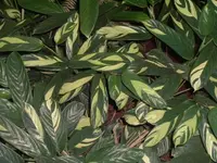 arrowroot