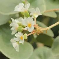 veined begonia