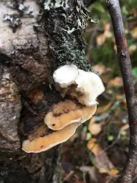 Antrodiella pallescens