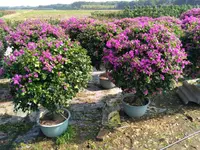 Bougainvillea spectabilis in the pot