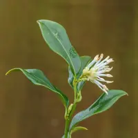 Himalayan sweet box (Sarcococca hookeriana) plant