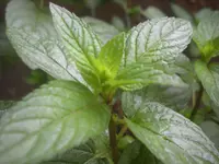 peppermint