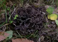 Ashen chanterelle