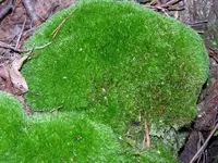 leucobryum moss