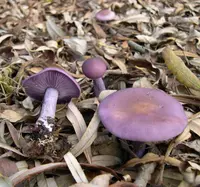 Blewit