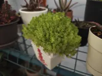 Sedum japonicum