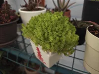 Sedum japonicum