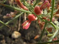 camelthorn (Alhagi maurorum) plant