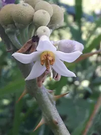 Solanum stramoniifolium
