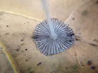 Coprinopsis stercorea (Coprinopsis stercorea) plant