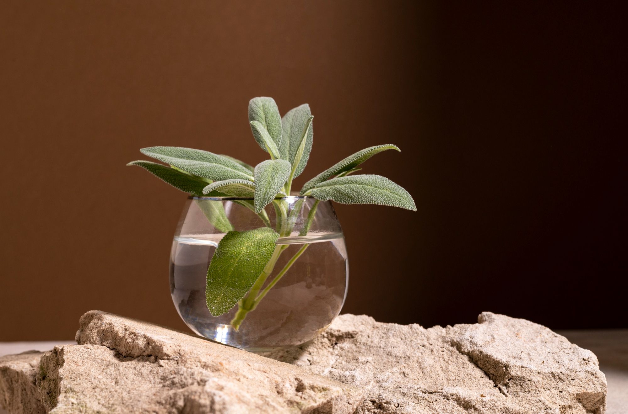 Best Water Types for Your Plants
