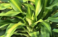 Dracaena fragrans
