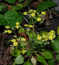 Aichryson punctatum (Aichryson punctatum) plant