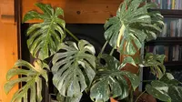 Monstera deliciosa 'Thai Constellation' plant