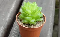 Haworthia cymbiformis in the pot