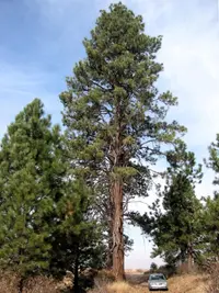 Ponderosa Pine