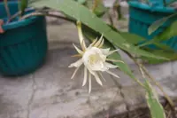 Epiphyllum in the pot