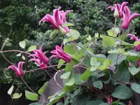 scarlet leather flower (Clematis texensis) plant