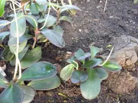 Red Edged Peperomia (Peperomia clusiifolia) plant