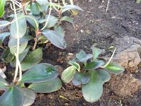 Red Edged Peperomia (Peperomia clusiifolia) plant