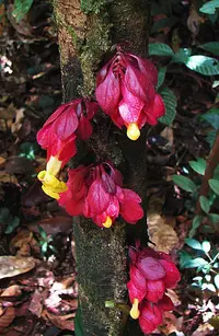 Drymonia coccinea