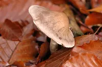 variable webcap (Cortinarius anomalus) plant