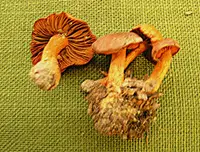 cinnabar webcap (Cortinarius cinnabarinus) plant
