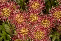Acaena juvenca