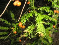 Climbing asparagus