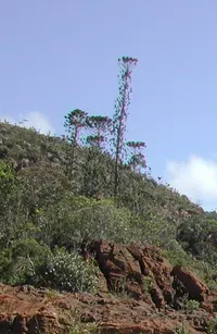 Bernier's araucaria