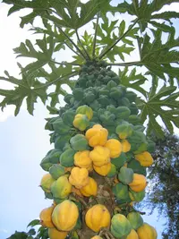 Mountain pawpaw