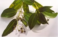 Ceylon cinnamon