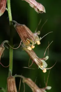 piggy-back plant