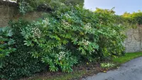 Japanese aralia