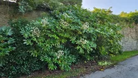 Japanese aralia (Fatsia japonica) plant