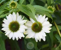 Coneflower (Echinacea purpurea PowWow White) plant