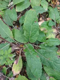 Adenocaulon chilense