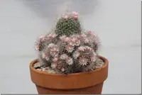 Mammillaria bocasana indoor